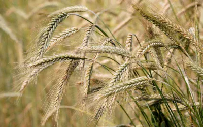 Malting Barley: The Heart of Beer Brewing
