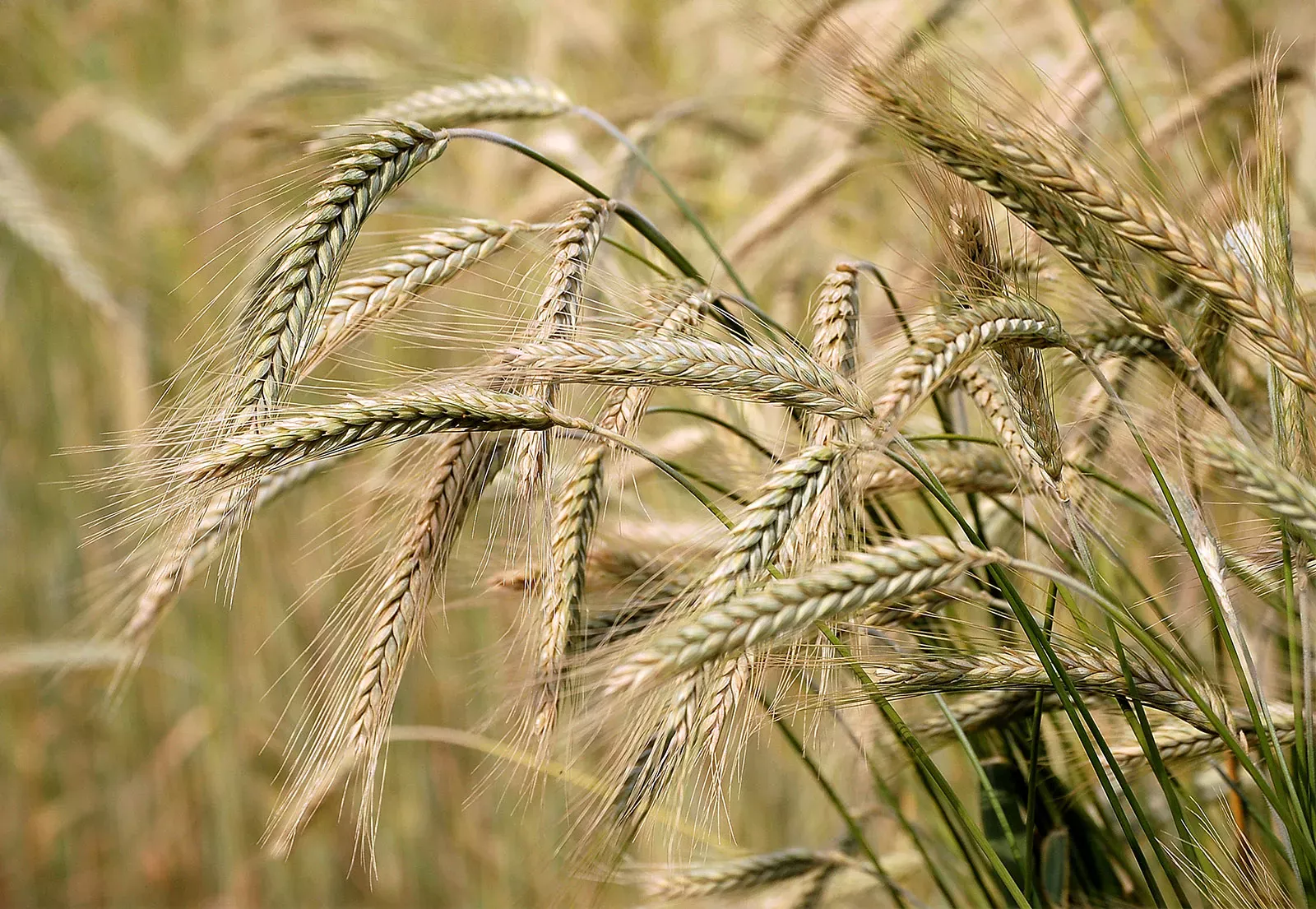 Barley Plant
