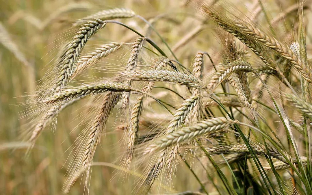 Barley Plant